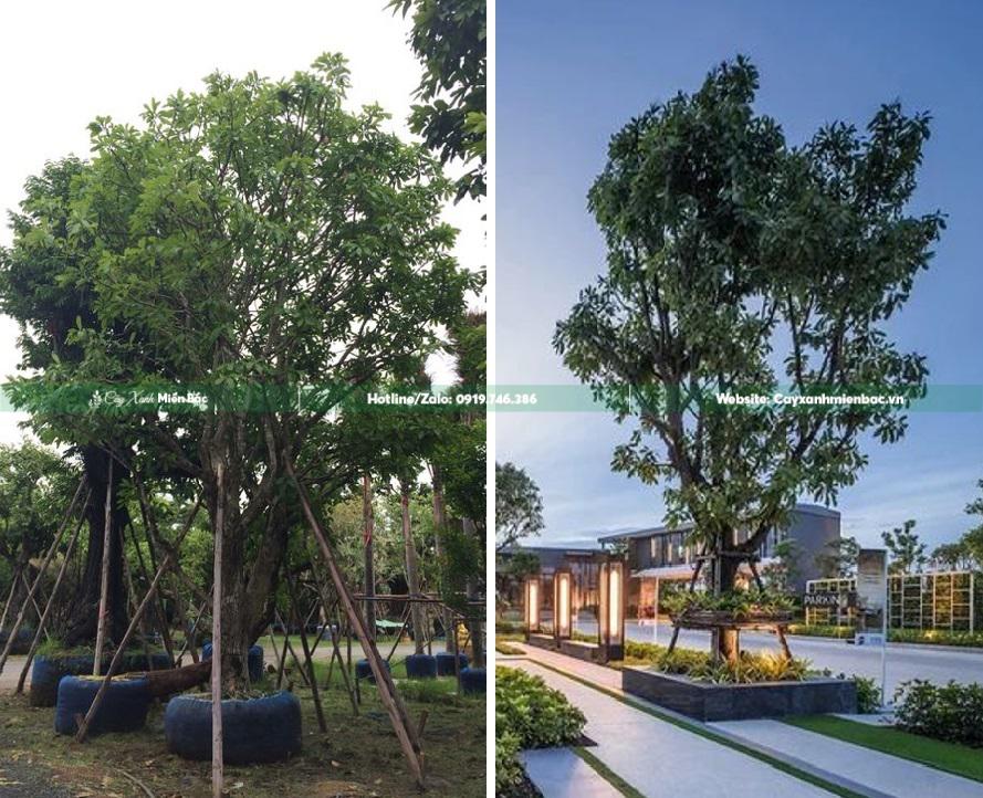 cây lộc vừng trồng trang trí